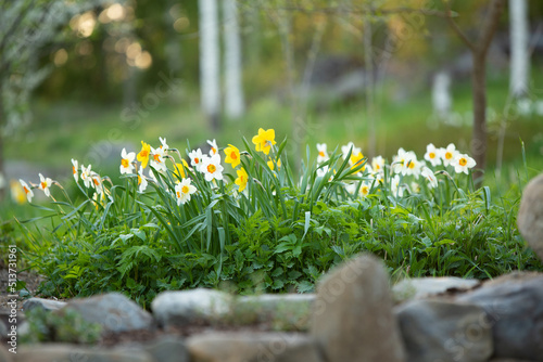 White daffodils, Poeticus daffodils, Narcissus poeticus Actaea, flowers in springtime. Blurred, bokeh background. photo