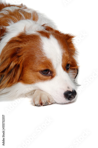 Sad Kooiker dog resting