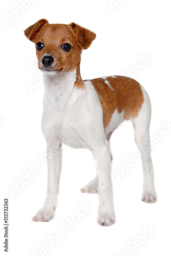 Fototapeta Naklejka Na Ścianę i Meble -  Happy Jack Russell-terrier dog