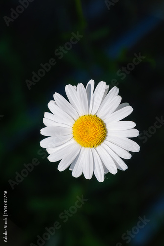 white large chamomile on a dark blurred background. Floral background.