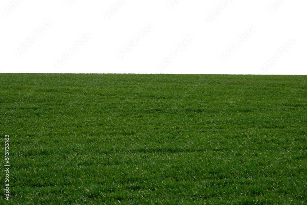 Green field as a background.  Green grass in spring isolated on white background.