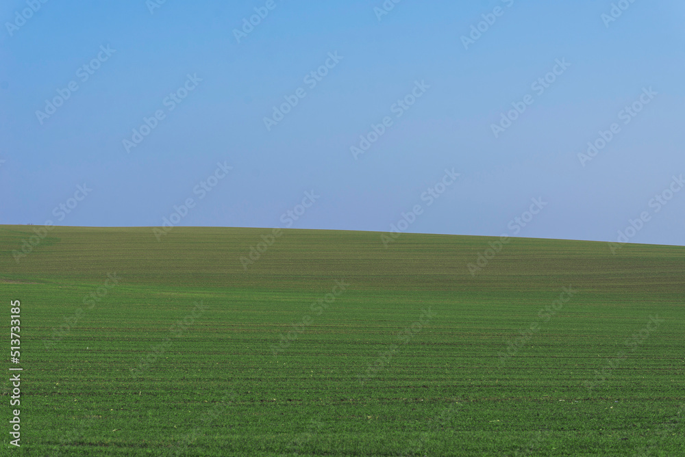 Fototapeta premium Green field with blue sky as background.