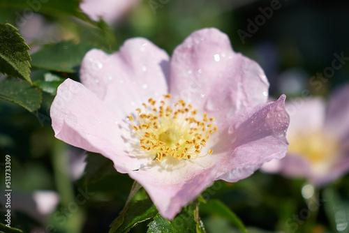 A beautiful flower with the main focus on the stamens of the flower