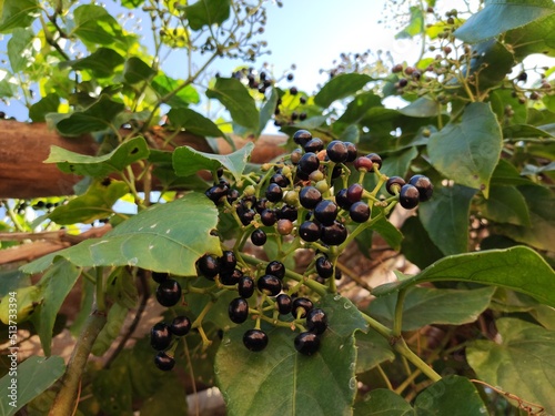 grapes in the vineyard
