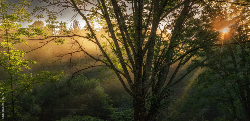 Early morning fog is starting to burn off as the sun rises in Windsor in Upstate NY.  Starburst and Sunrays both show thru the branches of the trees this Summer Morning.