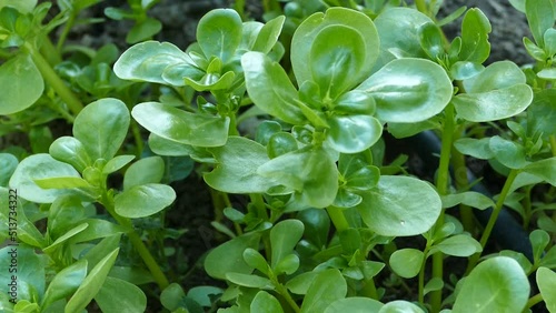 garden fresh natural purslane,ripened purslane plant,green fresh purslane for breakfast,