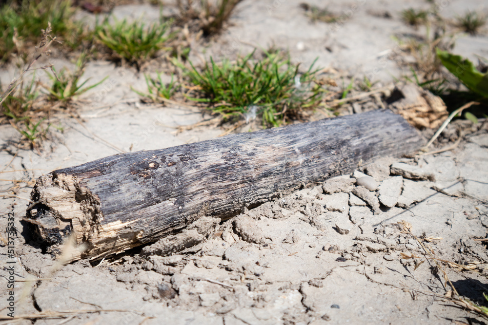 log or stick lying in the sand or desert