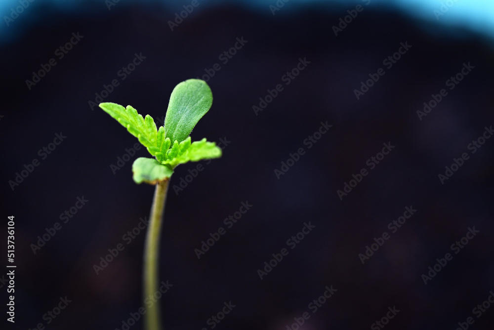 Cannabis Seedling on black pot for planting , close up Sprout Cannabis seeds , Hemp little , Marijuana seed plant tree small THC CBD Cannabis Seedling on black pot for planting , close up Sprout Cannabis seeds , Hemp little , Marijuana seed plant tree small THC CBD