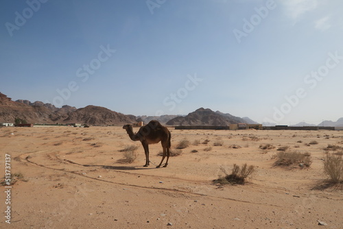 wielbłąd na wypasie na pustyni. Jordania