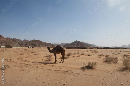 Fototapeta samoprzylepna wielbłąd na wypasie na pustyni. Jordania