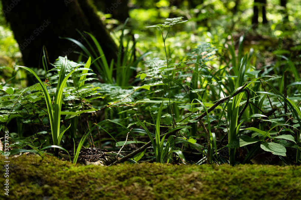 Green moss and little plants in the forest 9 Green moss and little plants in the forest 9