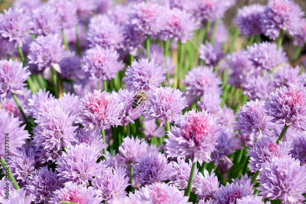 A large number of beautiful pink flowers and a bee on one of them A large number of beautiful pink flowers and a bee on one of them