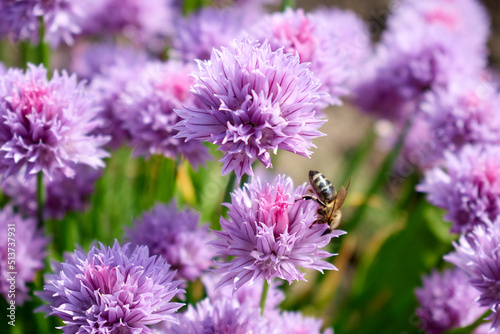 Beautiful pink flowers taken from a great distance and a bee on one of the flowers 