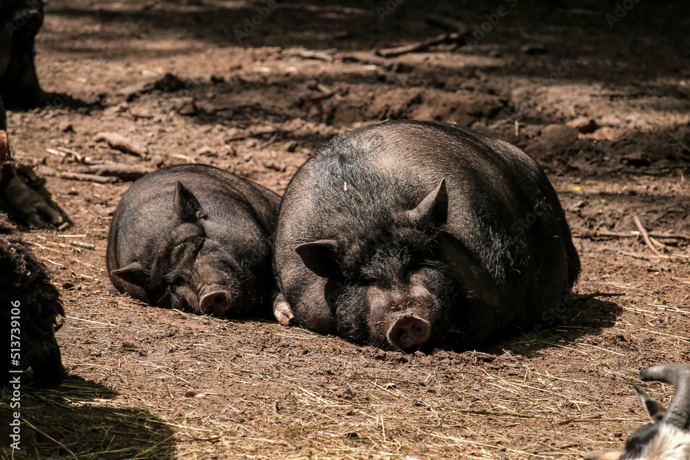 Vietnamese pig-bellied pig. black big Vietnamese pig