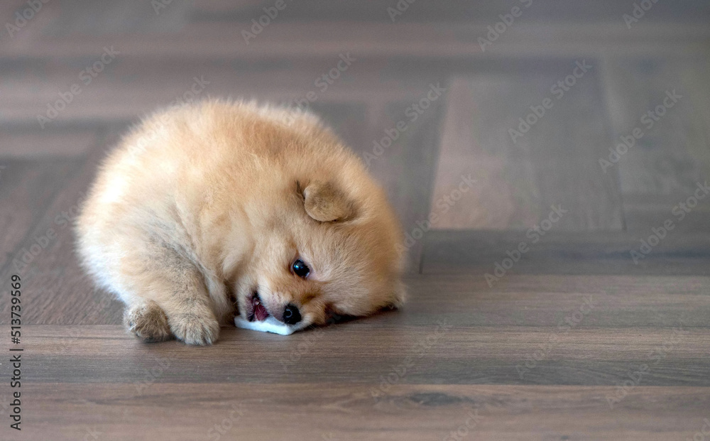 Pomeranian puppy is lying and playing on the floor Pomeranian puppy is lying and playing on the floor