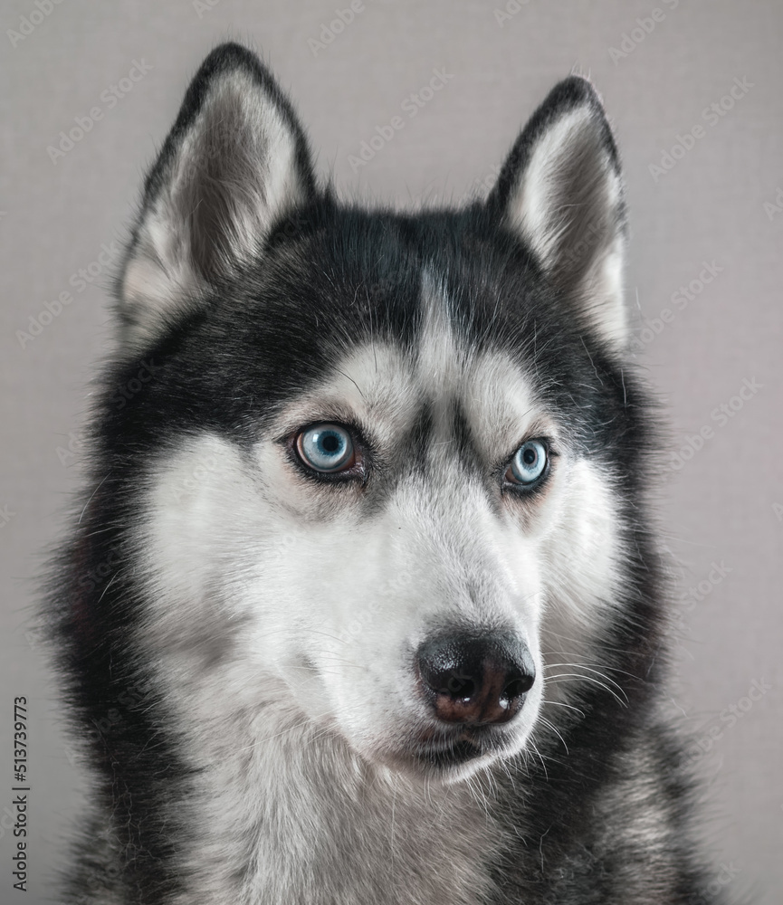 Studio portrait cute husky dog with blue eyes on gray background, close-up. Studio portrait cute husky dog with blue eyes on gray background, close-up.