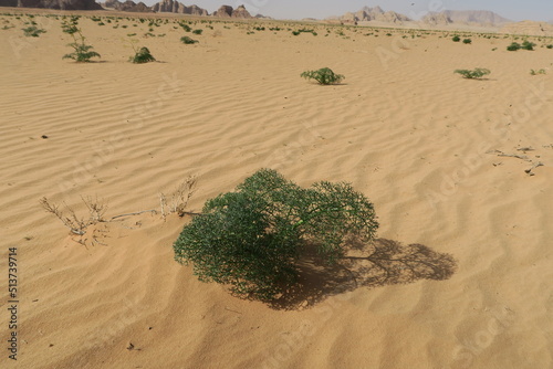 Zielona roślina na pustyni wyrosła po deszczu