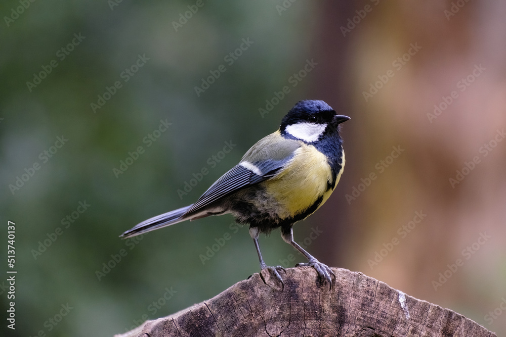 Koolmees - Great tit Koolmees - Great tit