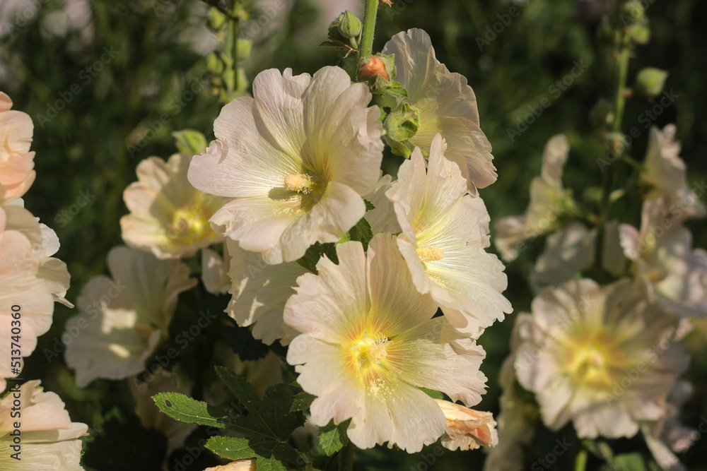 light lemon mallow in sunlight with pollen on leaves
light lemon mallow in sunlight with pollen on leaves