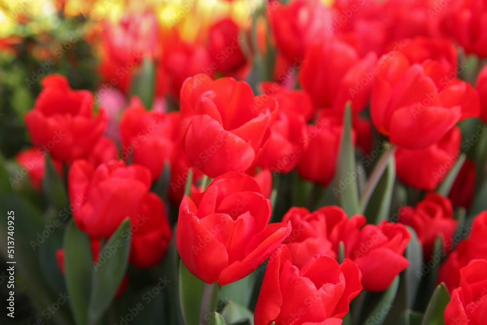 Red tulips in the garden, blurred floral background