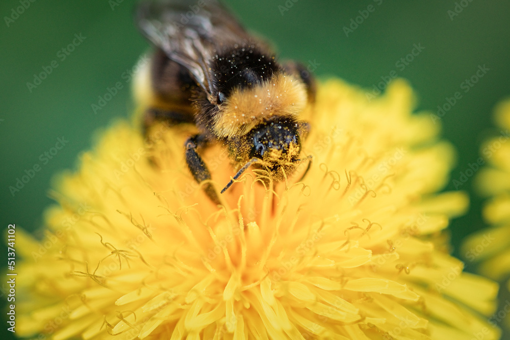 A bee collects nectar on a yellow dandelion flower. A bee collects nectar on a yellow dandelion flower.