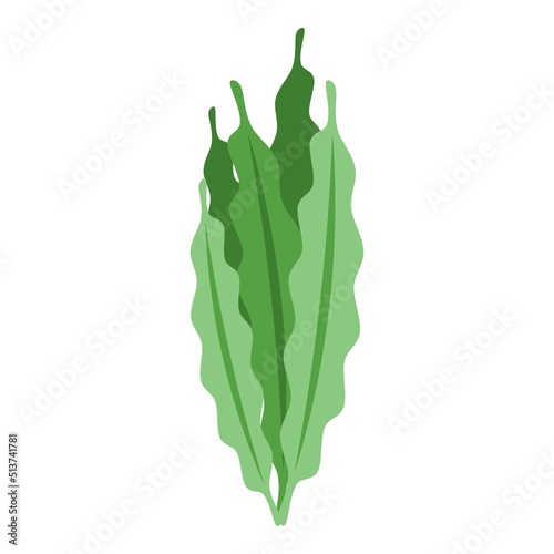 Spirulina leaf icon isometric vector. Alga plant. Medicine drink