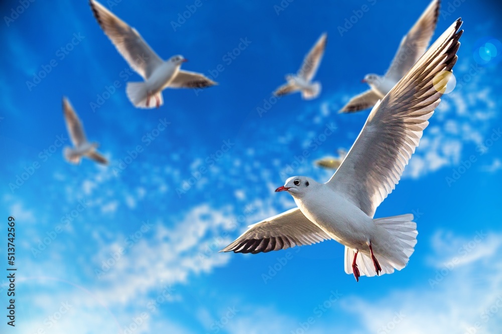 Beautyful sunny sky with white clouds and flying seagull birds Stock
