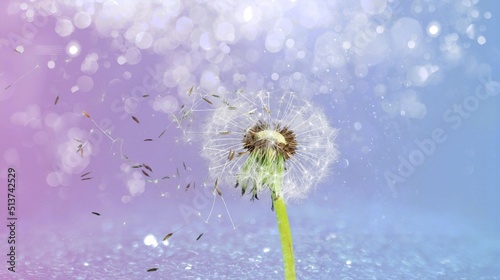 Fototapeta Naklejka Na Ścianę i Meble -  Photo dandelion at blur background. Seed macro closeup. Hope and dreaming concept.