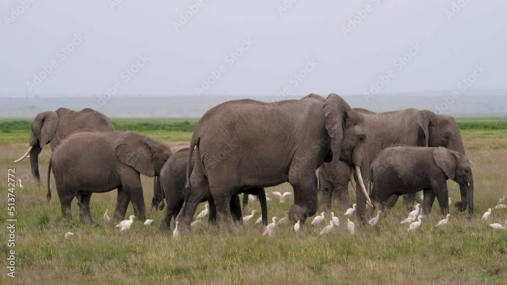 Family Herd Of African Elephants Grazing Walking In African Savannah Family Herd Of African Elephants Grazing Walking In African Savannah