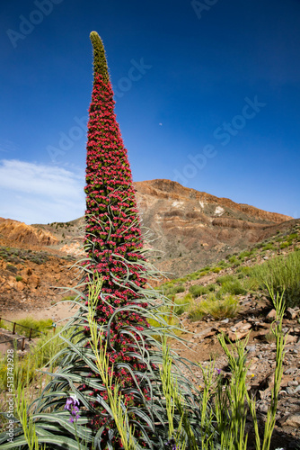 tajinastes, the unique and special flowers in the Teide National Park, Tenerife, Spain photo