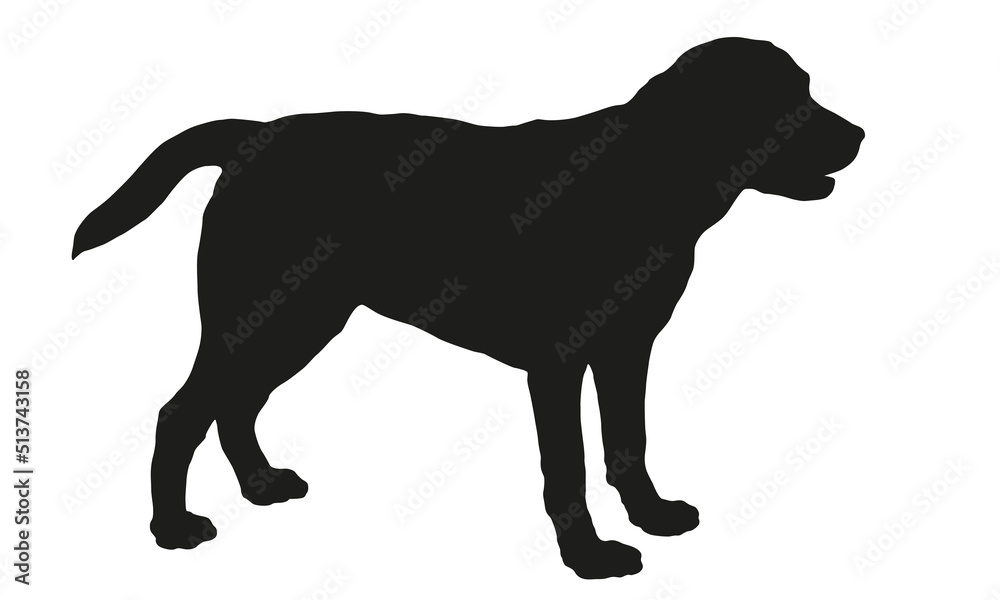 Standing labrador retriever puppy. Black dog silhouette. Pet animals. Isolated on a white background. Vector illustration.