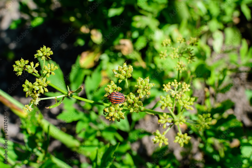 Close up of many green flowers of Apium graveolens plant, commonly know as celery in a herbs garden in a sunny summer day, background photographed with soft focus. Close up of many green flowers of Apium graveolens plant, commonly know as celery in a herbs garden in a sunny summer day, background photographed with soft focus.