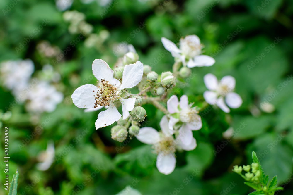Delicate small white flowers on large wild blackberry bush in direct sunlight, in a garden in a sunny summer day, beautiful outdoor floral background photographed with soft focus.
