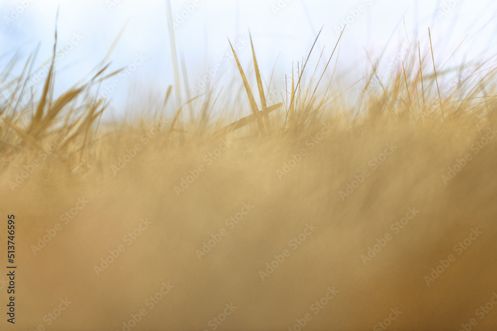 Blurred background of yellow autumn grass, copy space. Selective focus