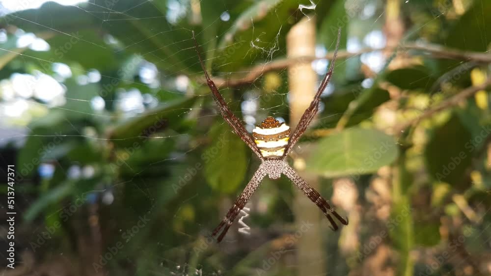 blurry camera moving towerds wild spider unblurring on closeup. anasuja, argiope or araneidae indian golden yellow coloured orb weaver hanging on web outdoor tree branch of natural forest or jungle. blurry camera moving towerds wild spider unblurring on closeup. anasuja, argiope or araneidae indian golden yellow coloured orb weaver hanging on web outdoor tree branch of natural forest or jungle.