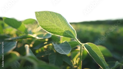 Close-up of a soybean leaf. Agriculture. Farm business concept. Soybean cultivation, vegetables, plants, biocare.