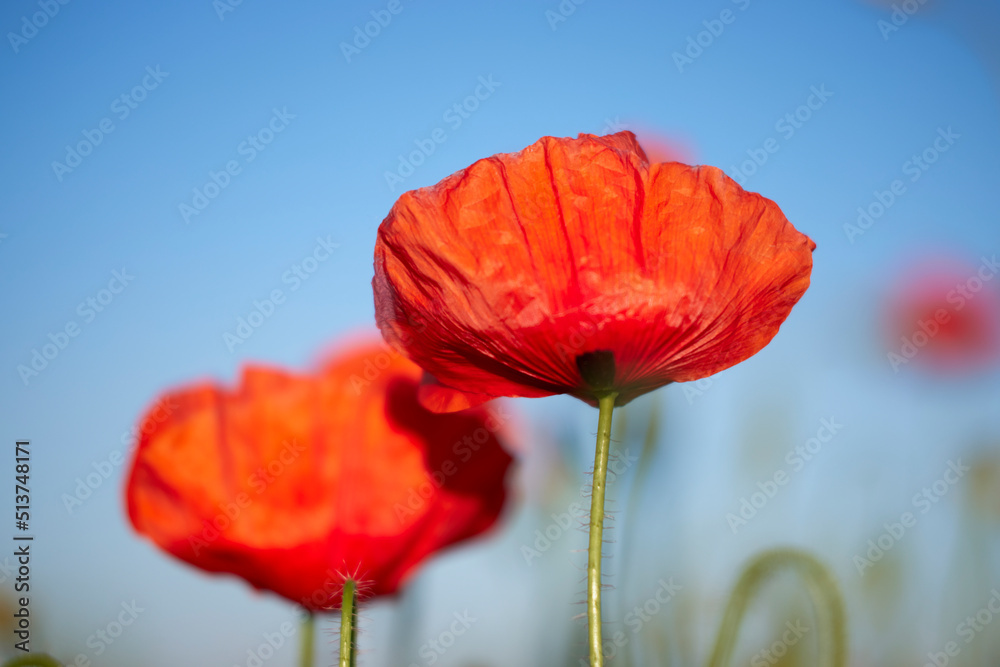 Obraz premium Red poppy flower on the meadow, symbol of Remembrance Day or Poppy Day.