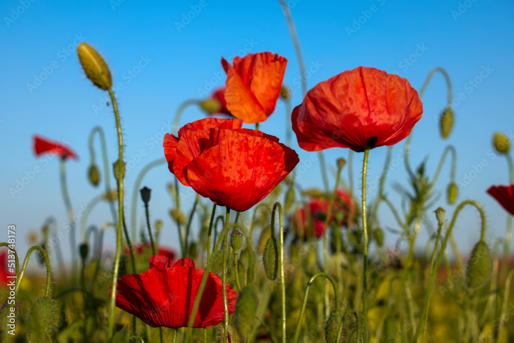 Obraz premium Red poppy flower on the meadow, symbol of Remembrance Day or Poppy Day.