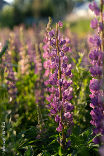 lupins at sunset with backlight