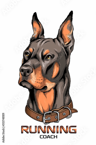 Beautiful doberman sketch. Running coach illustration. Image for printing on any surface