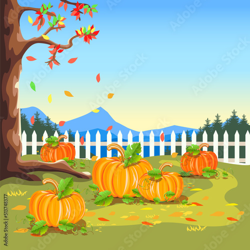 A field with ripe pumpkins on the background of a fence and a blue sky. Pumpkin harvest. Harvest celebration. Thanksgiving Day. Vector illustration.