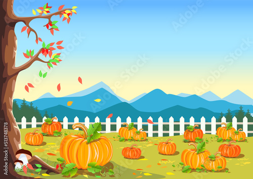 A field with ripe pumpkins on the background of a fence and a blue sky. Pumpkin harvest. Harvest celebration. Thanksgiving Day. Vector illustration.