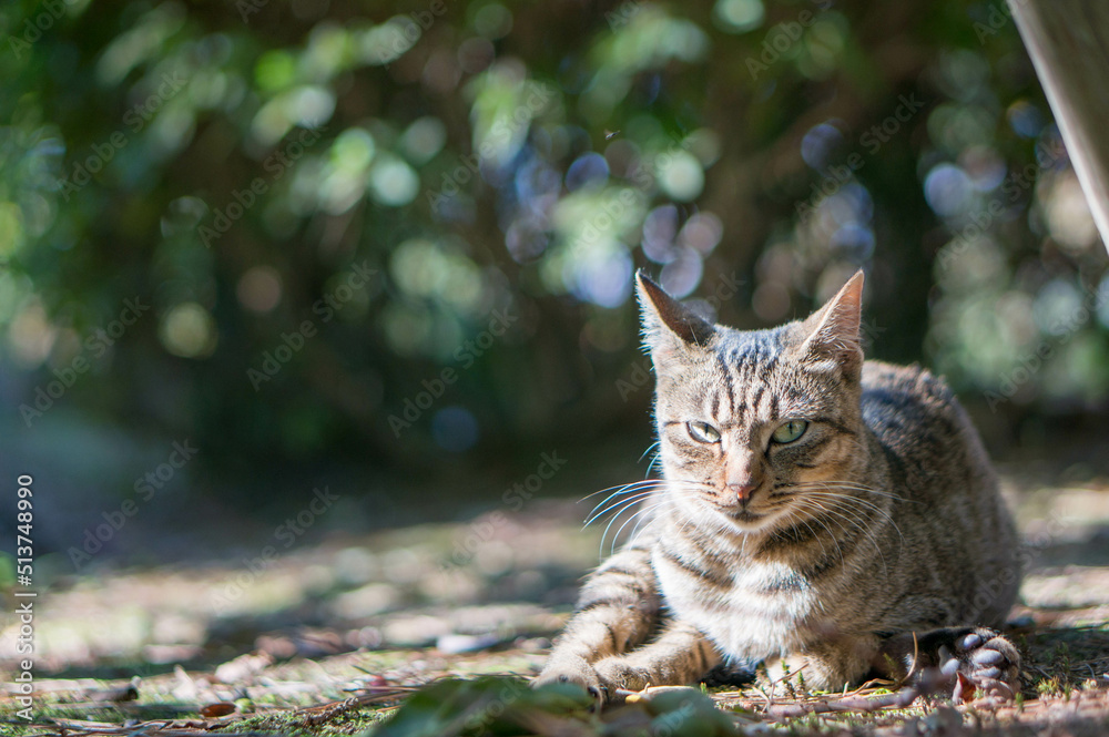 Stray cat living in a Japanese forest Stray cat living in a Japanese forest