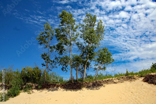 sand dunes and trees © Susan