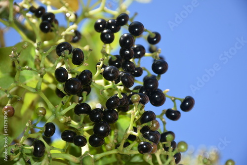 currant berries