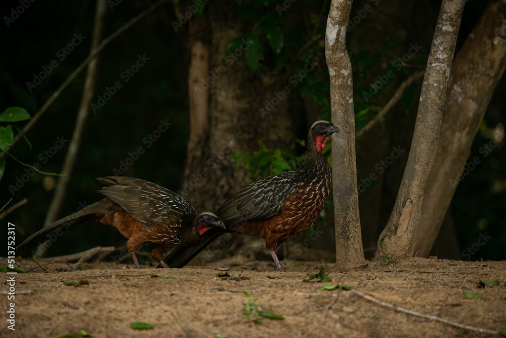 Fototapeta premium Majestic and colourfull bird in the nature habitat. Birds of northern Pantanal, wild brasil, brasilian wildlife full of green jungle, south american nature and wilderness.
