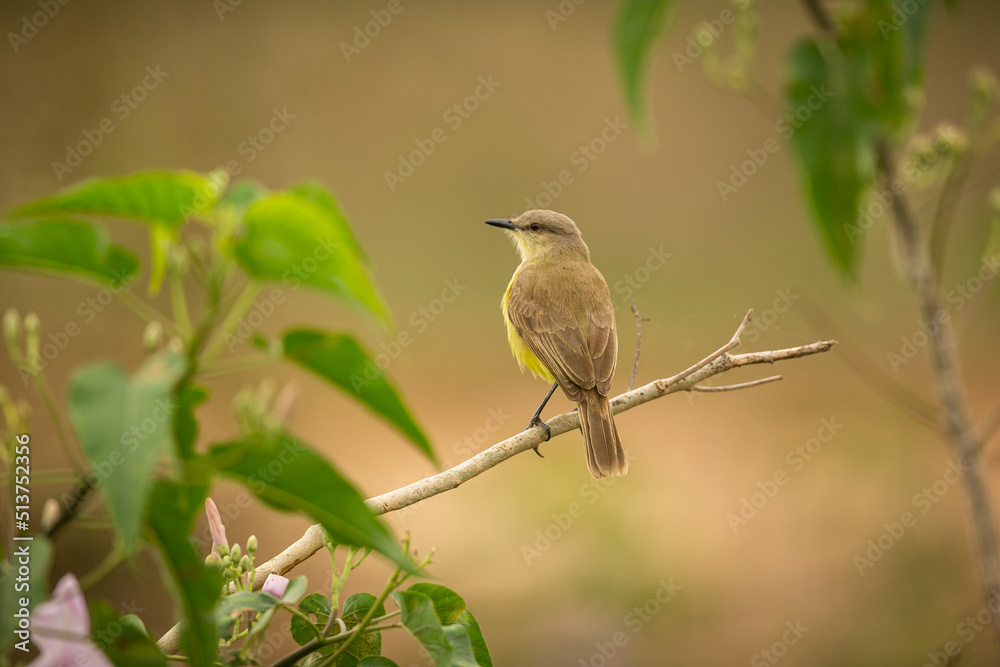 Majestic and colourfull bird in the nature habitat. Birds of northern Pantanal, wild brasil, brasilian wildlife full of green jungle, south american nature and wilderness. Majestic and colourfull bird in the nature habitat. Birds of northern Pantanal, wild brasil, brasilian wildlife full of green jungle, south american nature and wilderness.