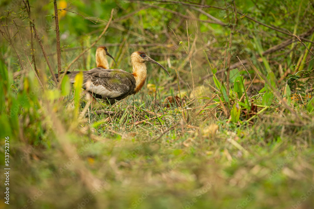 Majestic and colourfull bird in the nature habitat. Birds of northern Pantanal, wild brasil, brasilian wildlife full of green jungle, south american nature and wilderness.