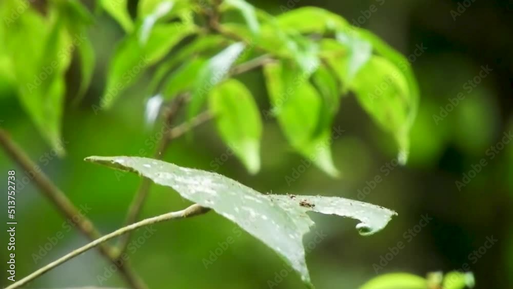 Butterfly endemic Sri Lankan tree nymph Idea iasonia ceylon danainae sitting on a leaf black and white butterfly insect rare bug flying close up south asia