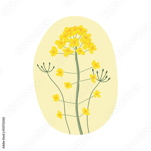 Hand drawn yellow rapeseed flower. Floral illustration for cards, logos. flat style. Vector canola buds. All elements are isolated on a white background.